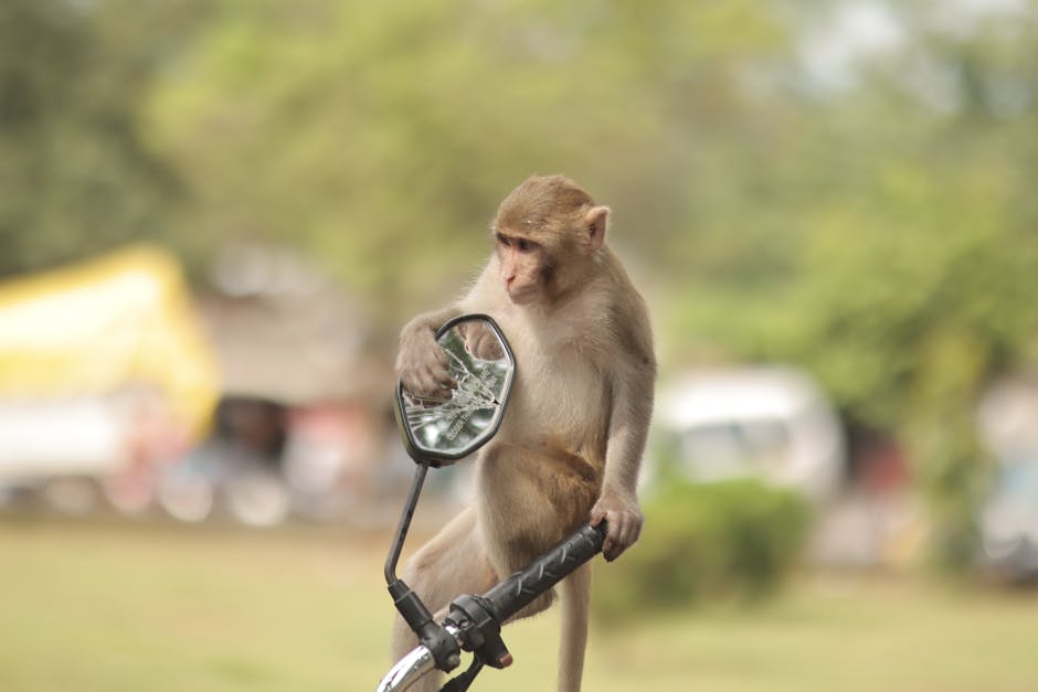 冬蟲夏草功效:溫和探究其健康奧秘