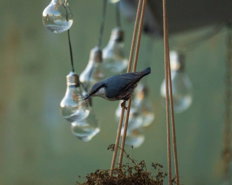 鸚鵡皮膚病:溫暖友好的隨筆分享